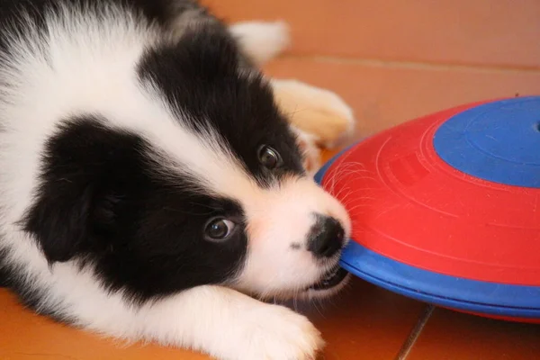 Border Collie Pup Toy — Stock Photo, Image