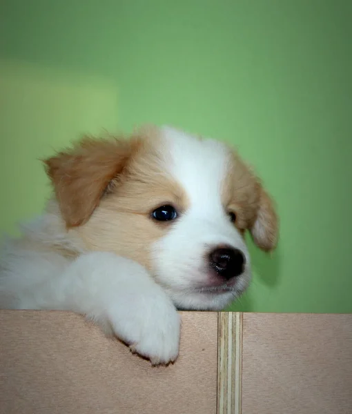 Cachorro Border Collie Una Caja Madera — Foto de Stock