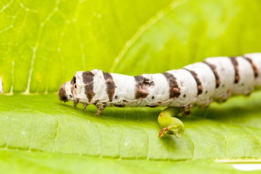 Yaprak ile izole ipekböceği