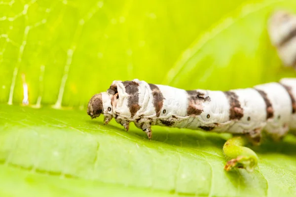 Isolated Silkworm with Leaf — Stock Photo, Image