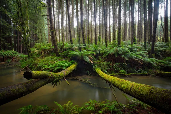 Kaliforniya Redwood orman — Stok fotoğraf