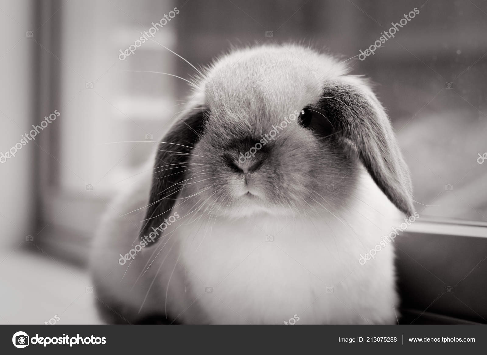 mini lop lop rabbit