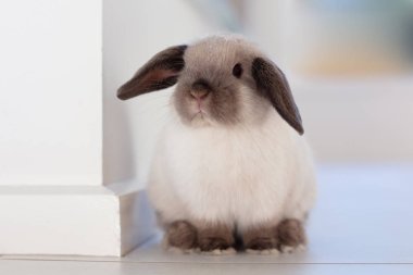 Mini Lop tavşanı