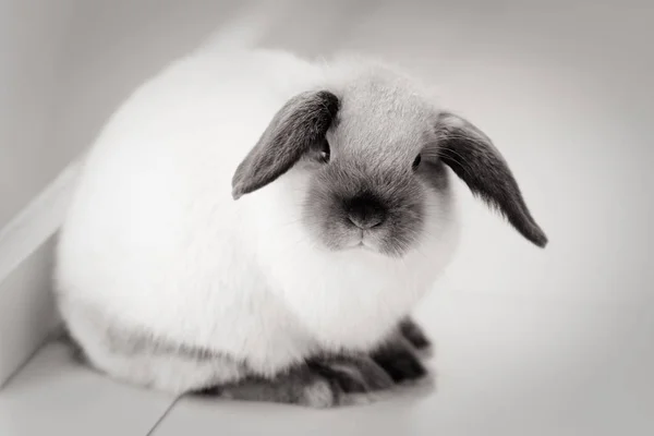 Міні Lop кролик — стокове фото
