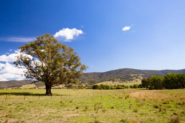 Allans flache Landschaft Australien — Stockfoto