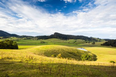 Küçük Dromedary görünümünü 
