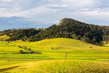 Küçük Dromedary görünümünü 