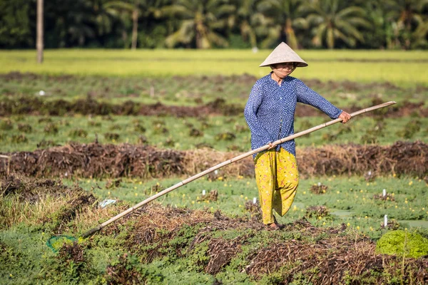 Trabalhadores vietnamitas no campo de arroz — Fotografia de Stock