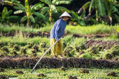 Vietnamlı İşçiler Pirinç Tarlasında