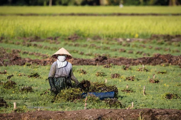 Vietnamesiska arbetare i risfält — Stockfoto