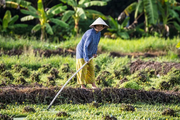 Trabalhadores vietnamitas no campo de arroz — Fotografia de Stock