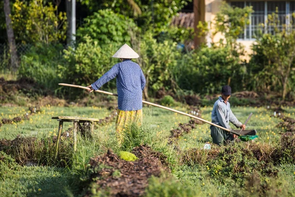 Trabajadores vietnamitas en el campo de arroz — Foto de Stock