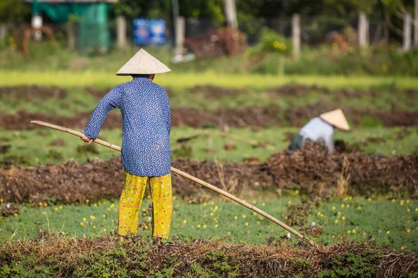 População Local Não Identificada Colhendo Arroz Campo Arroz Perto Rio — Fotografia de Stock