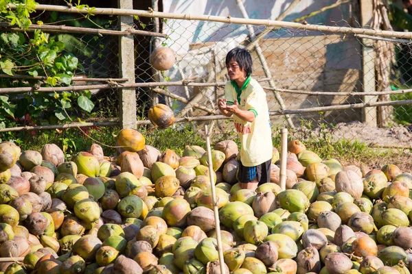 Transporte de cocos no Vietnã — Fotografia de Stock