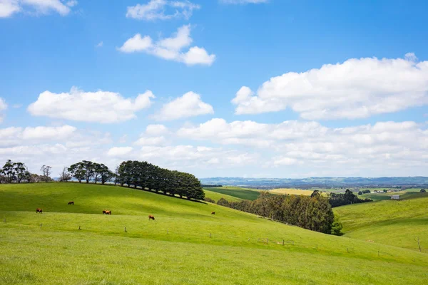 Strzelecki Ranges Krajobraz — Zdjęcie stockowe