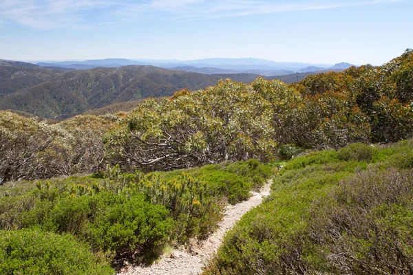 Mount Buller vandrings- och cykelleder på sommaren — Stockfoto