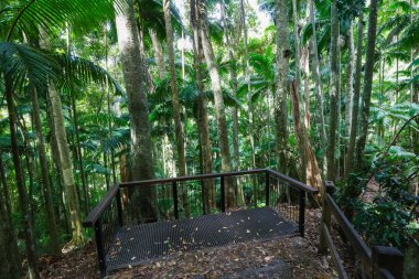 Wollumbin Ulusal Parkı