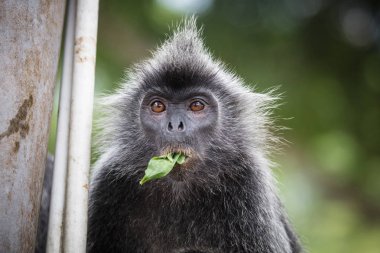 Malezya'da Gümüş Yaprak Maymun