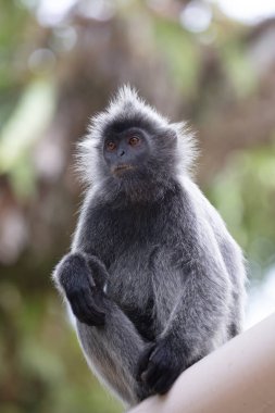 Malezya'da Gümüş Yaprak Maymun