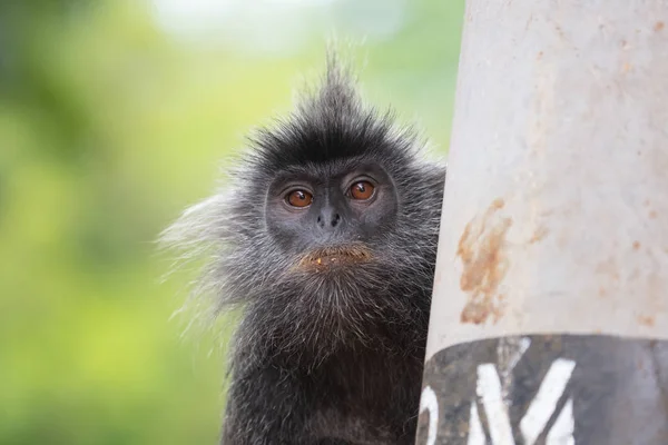 Malezya'da Gümüş Yaprak Maymun — Stok fotoğraf