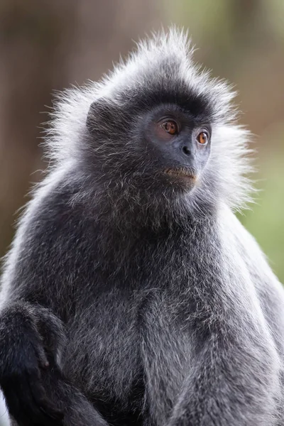 Blattsilberaffe in Malaysia — Stockfoto