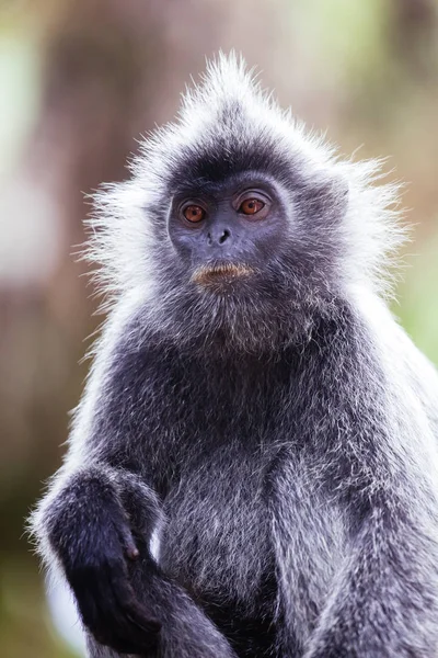 Blattsilberaffe in Malaysia — Stockfoto