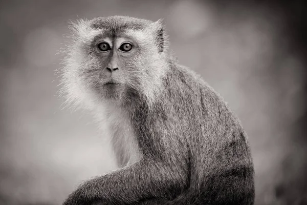 Scimmia foglia d'argento in Malesia — Foto Stock