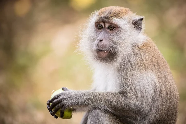 Scimmia foglia d'argento in Malesia — Foto Stock