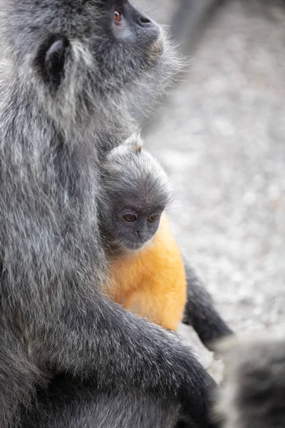 Singe feuille d'argent en Malaisie — Photo