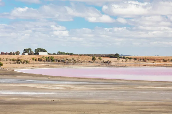 Streatham Rosa Lago Salato — Foto Stock