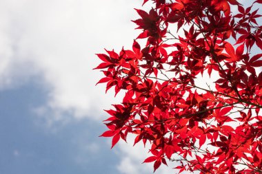 Kyoto Japonya'daki Eikando Tapınağı