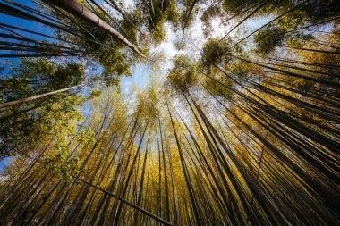 Fushimi Inari Tapınağı Gizli Bambu Ormanı