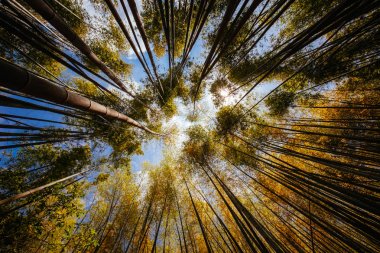 Fushimi Inari Tapınağı Gizli Bambu Ormanı
