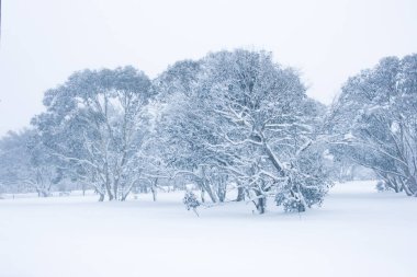 Kışın Hotham Mt'deki Ağaçlar