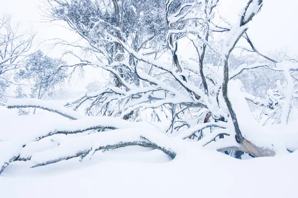 Árvores no Monte Hotham no inverno — Fotografia de Stock