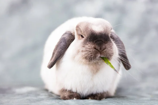 Мини-кролик — стоковое фото