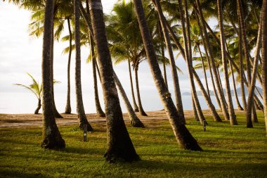 Palm Cove Beachfront