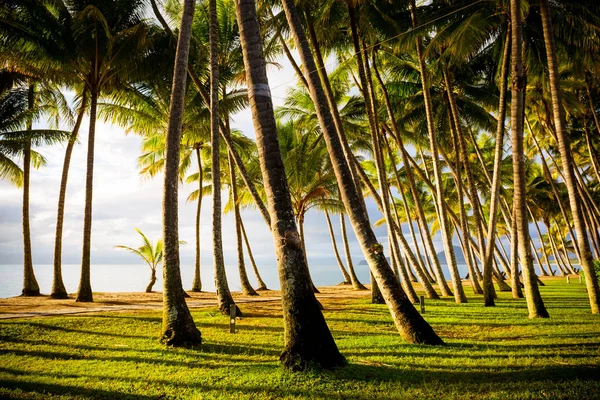 Palm Cove tengerparti — Stock Fotó