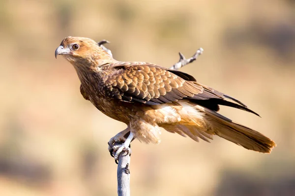 Águia-de-cauda-cunha em voo — Fotografia de Stock