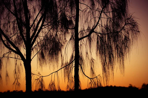 Northern Territory Trees Australien — Stockfoto