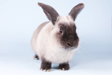 İzole Arkaplanda Tavşan Kesme