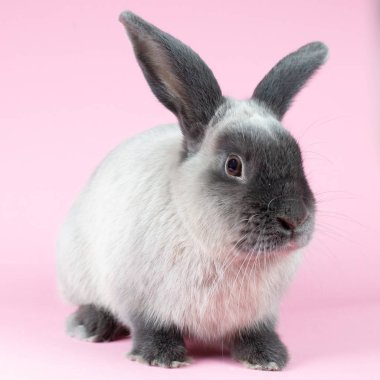 İzole Arkaplanda Tavşan Kesme