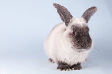 İzole Arkaplanda Tavşan Kesme