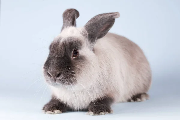 Lop Rabbit su sfondo isolato — Foto Stock