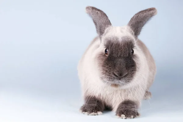 Потерянный кролик на изолированном фоне — стоковое фото