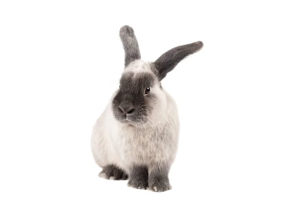 Lop Rabbit on Isolated Background — Stock Photo, Image