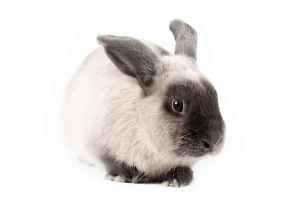 Lop conejo sobre fondo aislado — Foto de Stock