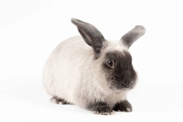 Lop conejo sobre fondo aislado —  Fotos de Stock