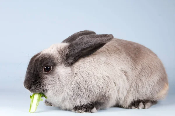 Lop Rabbit på isolerad bakgrund — Stockfoto