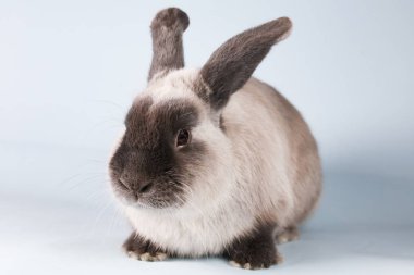 İzole Arkaplanda Tavşan Kesme